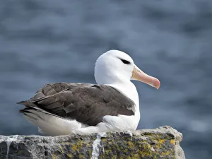 Black-browed albatross or black-browed mollymawk (Thalassarche melanophris). South America