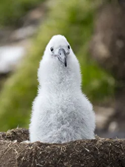 Black-browed albatross chick on tower-shaped nest, Falkland Islands