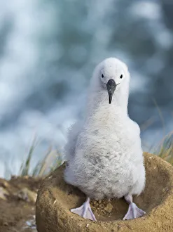 Malvinas Prints: Black-browed albatross chick on tower-shaped nest, Falkland Islands
