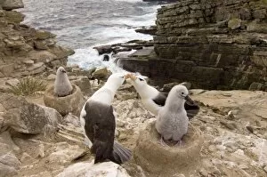 Black-browed albatross with chicks on the Falkland Islands