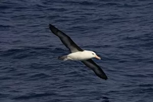 Images Dated 14th February 2007: black-browed albatross, Diomedea melanophris, on the Southern Ocean, Drake Passage