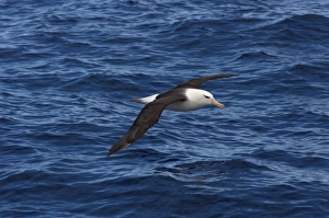 Images Dated 13th February 2007: black-browed albatross, Diomedea melanophris, on the Southern Ocean, Drake Passage