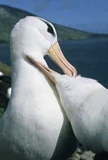Black-Browed Albatross, (Diomedea melanophris), courtship, Falkland Islands