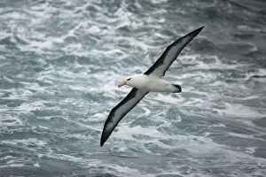 Images Dated 12th February 2006: Black-browed Albatross, Diomedea melanophris, soaring over the Antarctic Ocean, Falkland Islands