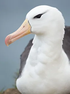 Malvinas Prints: Black-browed albatross, Falkland Islands