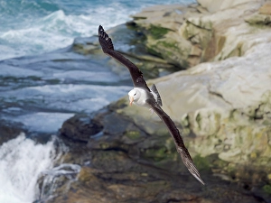 Malvinas Prints: Black-browed Albatross or Mollymawk flying over the cliffs of Saunders Island