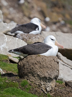 Malvinas Prints: Black-browed Albatross or Mollymawk on typical tower-shaped nest on Saunders Island