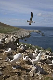 Images Dated 3rd January 2006: Black-browed albatross sore over the largest colony of black-browed albatross in the world