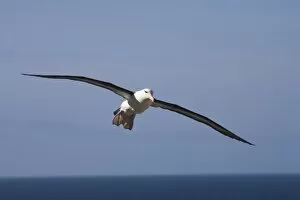 Images Dated 3rd January 2006: A Black-browed albatross sores around the largest colony of black-browed albatross in the world