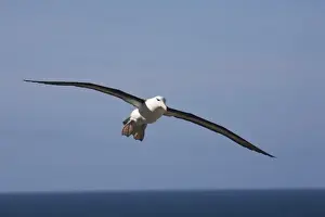 Soar Prints: A Black-browed albatross sores around the largest colony of black-browed albatross in the world