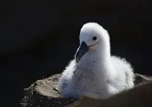 Fluffy Prints: Black-browed albatross (T. m. melanophris) chick in nest, New Island, Falkland Islands