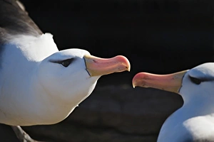 Animal Behavior Prints: Black-browed albatross (T. m. melanophris) mate, New Island, Falkland Island