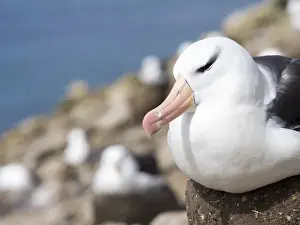 Images Dated 11th January 2015: Black-browed Albatross ( Thalassarche melanophris ) or Mollymawk, on tower shaped