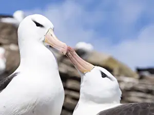 Greeting Prints: Black-browed Albatross ( Thalassarche melanophris ) or Mollymawk