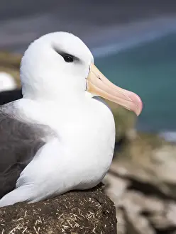 Images Dated 11th January 2015: Black-browed Albatross ( Thalassarche melanophris ) or Mollymawk, portrait. South America