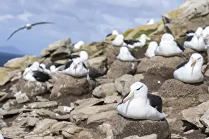 Images Dated 12th January 2015: Black-browed Albatross ( Thalassarche melanophris ) or Mollymawk, on tower shaped