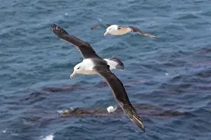 Black-browed Albatross ( Thalassarche melanophris ) or Mollymawk, flight shot. South America