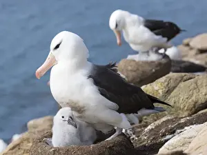 Images Dated 11th January 2015: Black-browed Albatross ( Thalassarche melanophris ) or Mollymawk, chick with adult