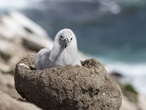 Images Dated 16th January 2017: Black-browed Albatross ( Thalassarche melanophris ) or Mollymawk