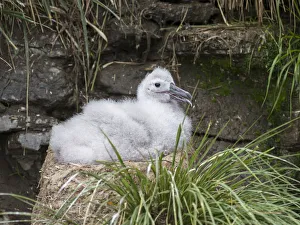 Malvinas Prints: Black-browed Albatross ( Thalassarche melanophris ) or Mollymawk