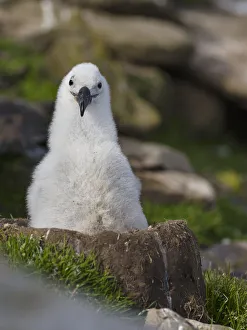 Images Dated 15th January 2017: Black-browed Albatross ( Thalassarche melanophris ) or Mollymawk