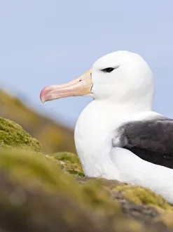 Images Dated 15th January 2017: Black-browed Albatross ( Thalassarche melanophris ) or Mollymawk. South America