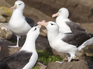 Black-browed Albatross ( Thalassarche melanophris ) or Mollymawk, pair caressing