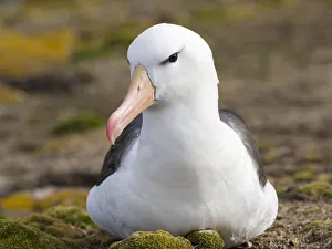 Black-browed Albatross ( Thalassarche melanophris ) or Mollymawk. South America