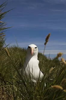 Black-browed Albatross (Thalassarche melanophrys) Keppel Island. Off north coast