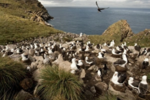 Images Dated 10th January 2008: Black-browed Albatross, Thalassarche melanophrys, colony with a hunting skua flying