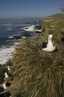 Images Dated 1st December 2007: Black-browed Albatross (Thalassarche melanophrys) nesting onKeppel Island, off north