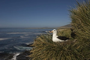 Images Dated 1st December 2007: Black-browed Albatross (Thalassarche melanophrys) nesting onKeppel Island, off north