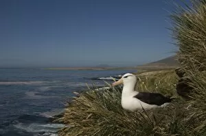 Images Dated 1st December 2007: Black-browed Albatross (Thalassarche melanophrys) nesting onKeppel Island, off north