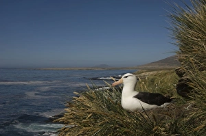 Images Dated 1st December 2007: Black-browed Albatross (Thalassarche melanophrys) nesting onKeppel Island, off north