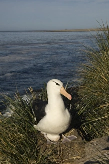 Images Dated 1st December 2007: Black-browed Albatross (Thalassarche melanophrys) nesting onKeppel Island, off north