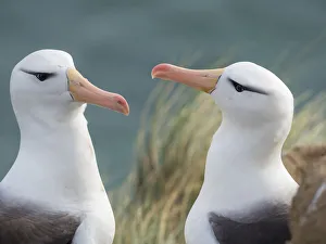 Malvinas Prints: Black-browed albatross, typical courtship and greeting behavior, Falkland Islands