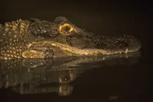 Science Prints: Black Caiman Catching (Melanosuchus niger) Savannah Rupununi, Guyana