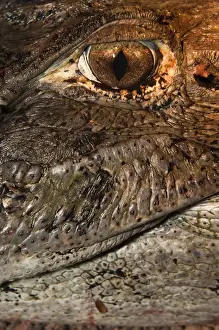 Black Caiman (Melanosuchus niger) detail CAPTIVE Yupukari Rupununi