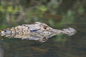 Toughness Prints: Black Caiman, (Melanosuchus niger) Oxbow Lake, Manu National Park, Amazon Basin, UNESCO