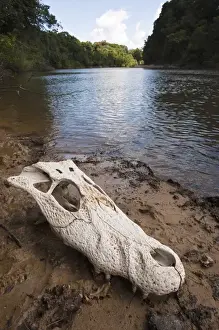 Single Object Prints: Black Caiman Skull (Melanosuchus niger) Rainforest Rewa River Iwokrama Reserve