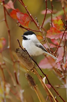 S Eed Prints: Black-capped Chickadee, Poecile atricapilla, adult eating flower seeds, Grand Teton NP
