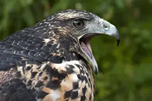 Animal Head Prints: Black-capped Hemispingus (Hemispingus atropileus) CAPTIVE Podocarpus National Park