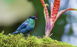 Images Dated 21st June 2023: Black-capped tanager at home in the cloud forest habitat of Ecuador
