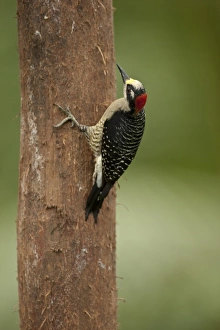 Joe Mary Ann Mcdonald Prints: Black-cheeked Woodpecker, Melanerpes pucherani, Laguna del Lagarto Lodge, Costa Rica