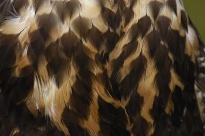 Images Dated 1st April 2007: Black-chested Buzzard-Eagle (Geranoaetus melanoleucus, juvenile. Large raptor found