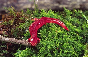 Newt Prints: Black-chin Red Salamander, Pseudotriton ruber, Native to Georgia