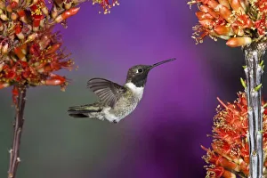Images Dated 29th April 2005: Black-chinned Humingbird, Archilochus alexandri, male, Arizona, USA