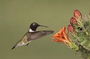 Images Dated 3rd April 2006: Black-chinned Hummingbird, Archilochus alexandri, male in flight feeding on Claret Cup Cactus