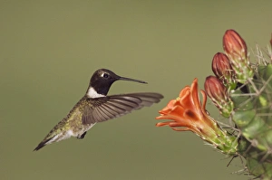 Images Dated 3rd April 2006: Black-chinned Hummingbird, Archilochus alexandri, male in flight feeding on Claret Cup Cactus