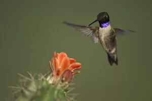 Images Dated 31st March 2005: Black-chinned Hummingbird, Archilochus alexandri, male in flight feeding on Claret Cup Cactus